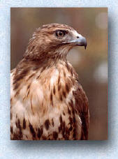 Red-tailJimmyWoodPhotography1.jpg (15182 bytes)